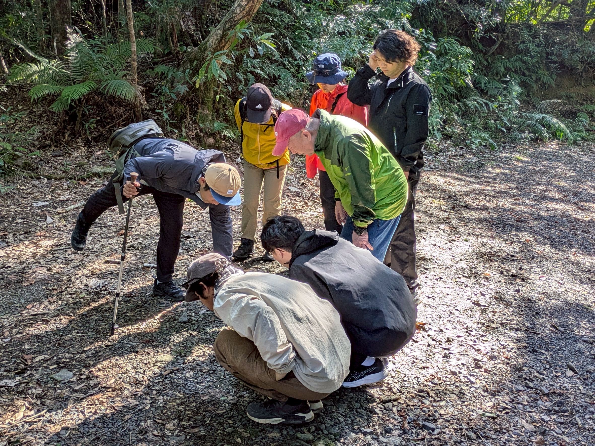 奄美大島にある金作原原生林をトレッキング中。何気ない足元の植物ですら何か珍しい発見があるかも。