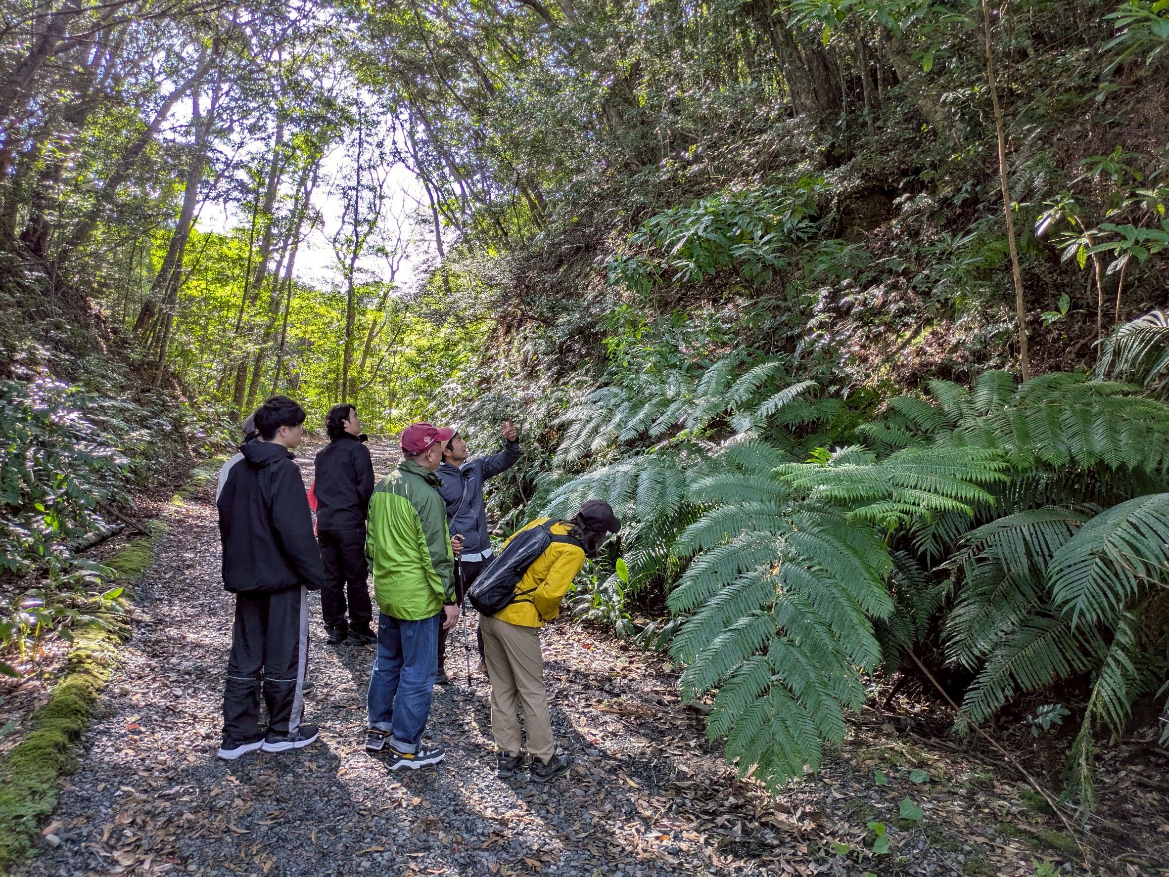 奄美大島の国有林そして、ユネスコ世界自然遺産エリアの金作原原生林。そこをトレッキングするアマニコガイドサービスが提供するツアープラン。